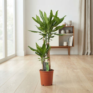 Dracaena fragrans Green Houseplant – 17cm Pot, 80cm High