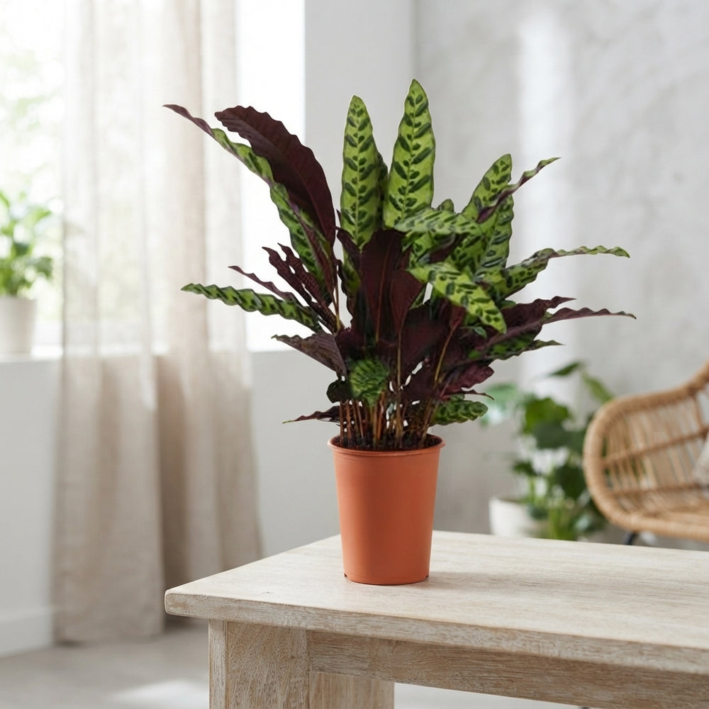 Calathea ‘Insigne’ Prayer Plant – 17cm Pot