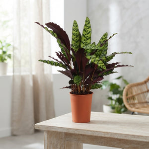 Calathea ‘Insigne’ Prayer Plant – 17cm Pot