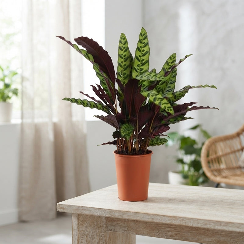 Calathea ‘Insigne’ Prayer Plant – 17cm Pot