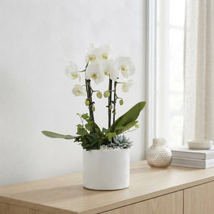 White Phalaenopsis Orchid – 4 Stem, 17cm Ceramic Pot
