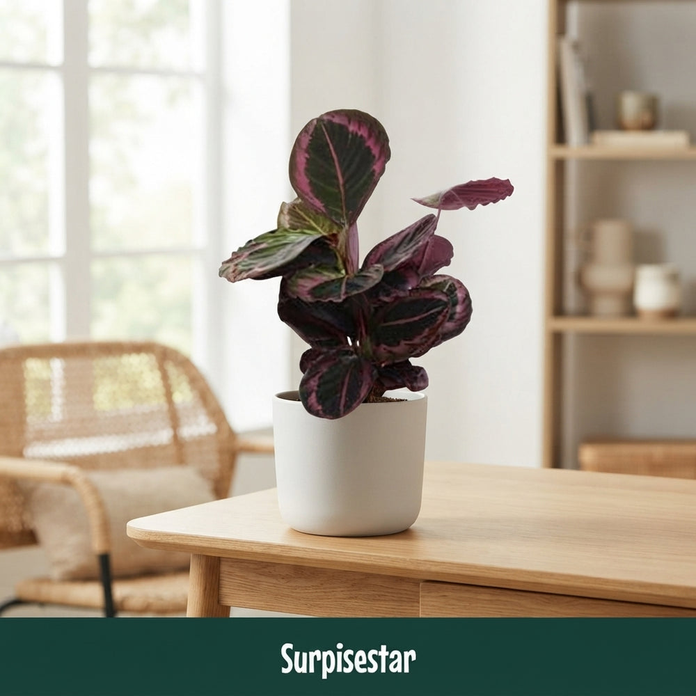 Calathea 'Surprisestar' – 14cm Pot, 45cm High
