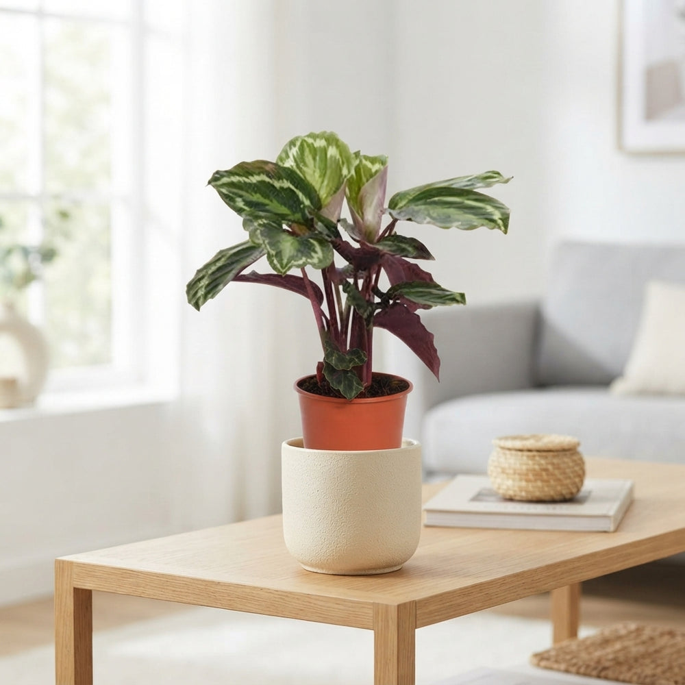 Calathea Medallion (Calathea roseopicta) – 14cm Pot
