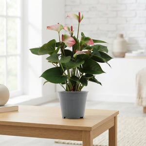 Anthurium Amalia Elegance – 14cm Pot
