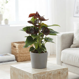 Brown Anthurium ‘Essencia’ – 14cm Pot
