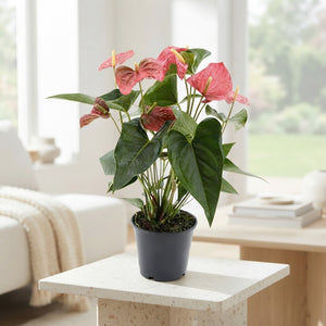 Pink Anthurium (Anthurium andraeanum) – 14cm Pot