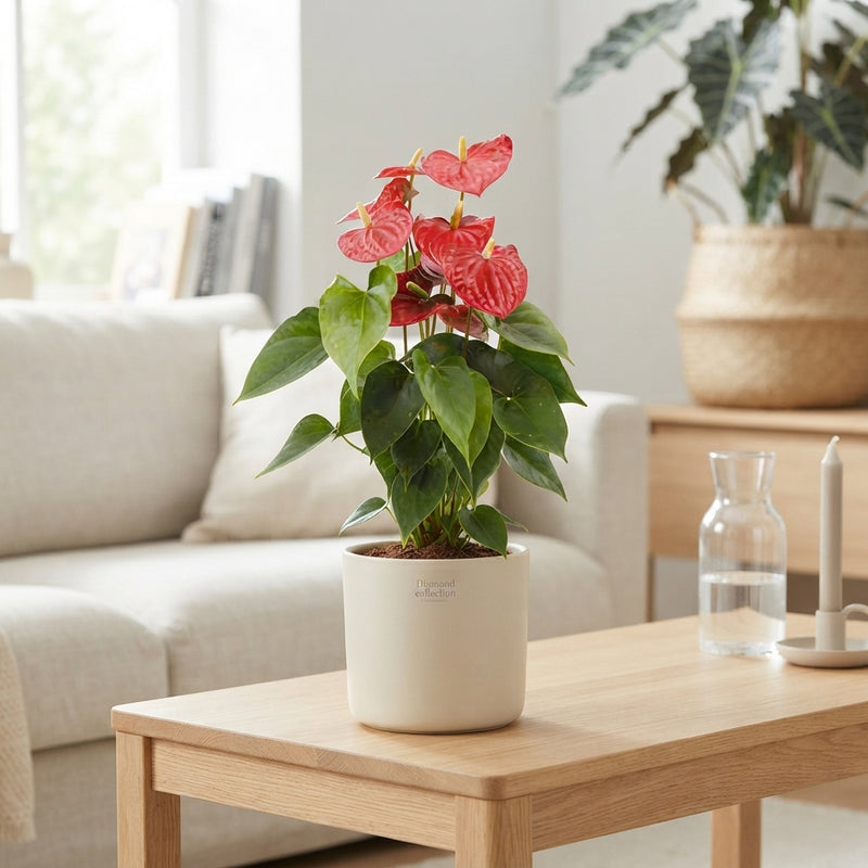 Red Anthurium (Anthurium andraeanum) – 14cm Pot