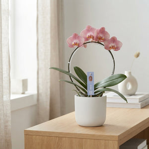 Pink Phalaenopsis Orchid – 2 Stem, 12cm Pot