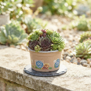 Mixed Sempervivum Houseleeks – 13cm Pot
