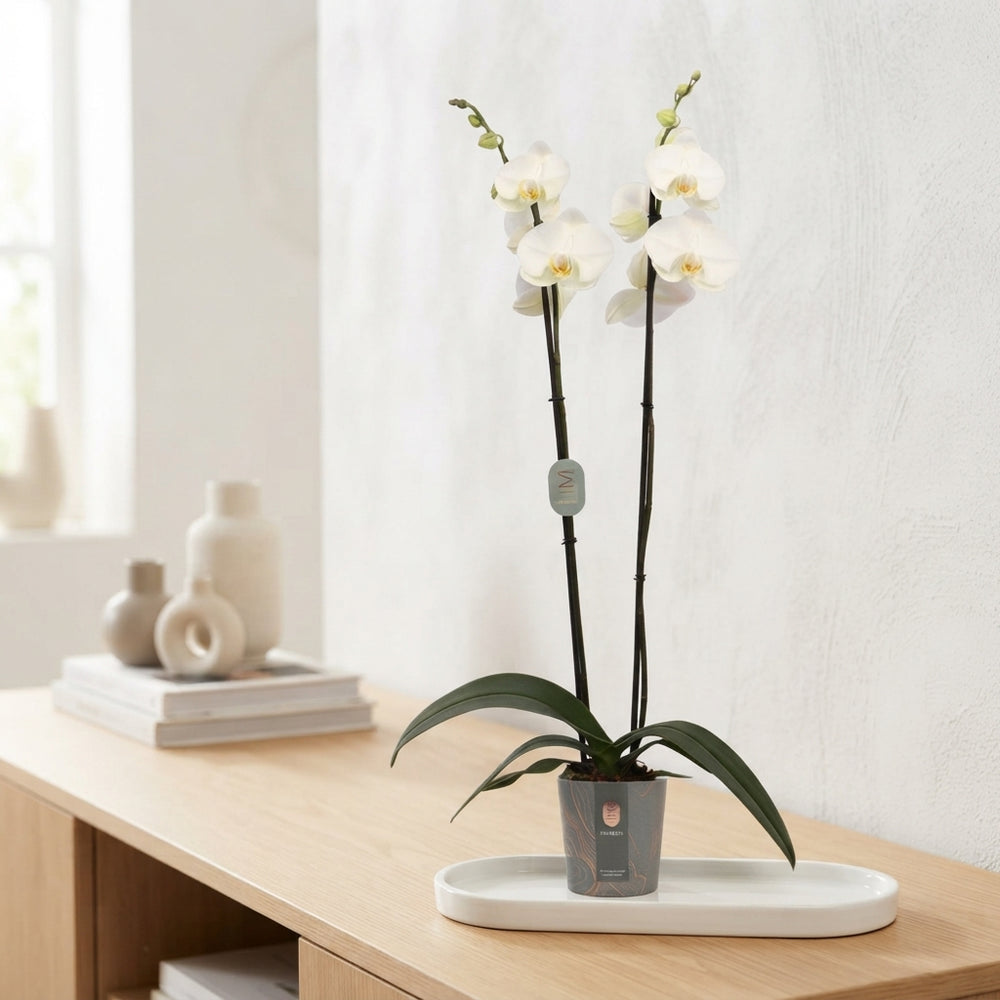 White Phalaenopsis Orchid – 2 Stem, 12cm Pot