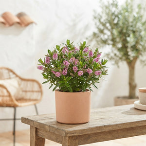 Hebe ‘Queen Riwaka’ – 15cm Pot, Approx. 30cm High