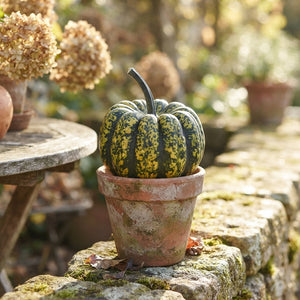 Mixed Ornamental Cucumber Plant