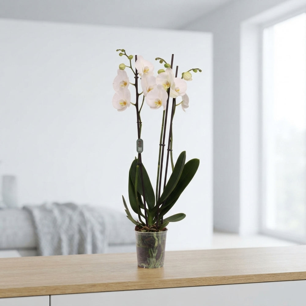 White Phalaenopsis Orchid – 3 Stem, 12cm Pot