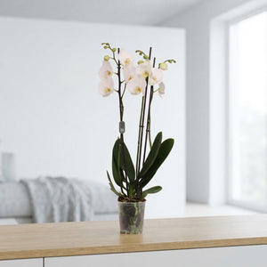 White Phalaenopsis Orchid – 3 Stem, 12cm Pot