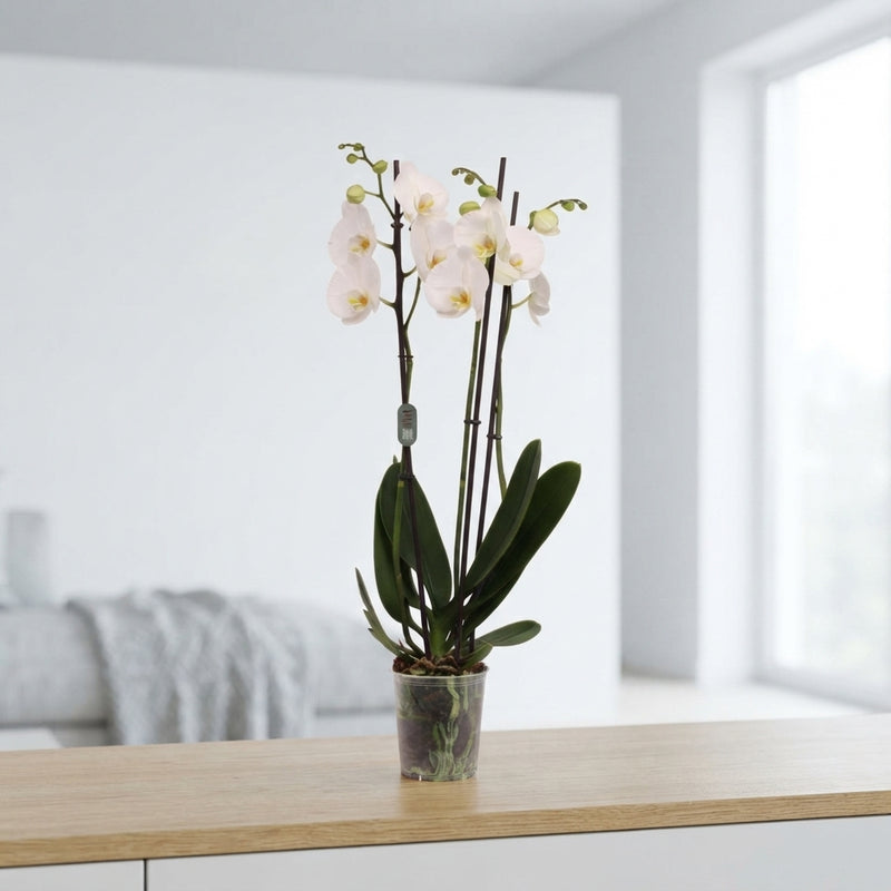 White Phalaenopsis Orchid – 3 Stem, 12cm Pot