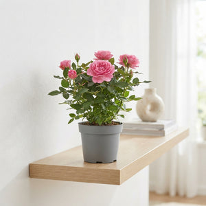 Mixed Rose Houseplant – 14cm Pot