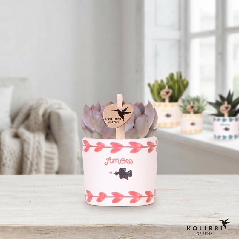 Mixed Succulent Collection – 6cm Ceramic Amore Pot