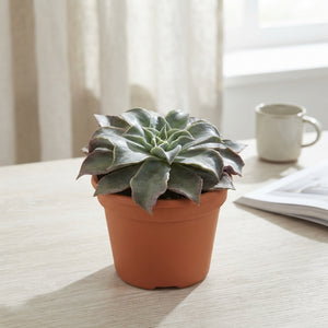 Echeveria 'Madiba' Succulent – 17cm Pot