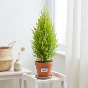 Goldcrest Monterey Cypress (Cupressus macrocarpa) – 17cm Pot