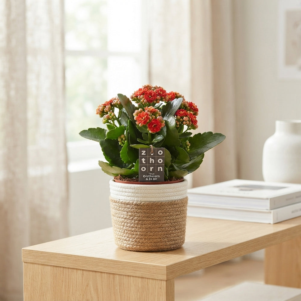 Mixed Kalanchoe Double Flowering Houseplant – 15cm Pot