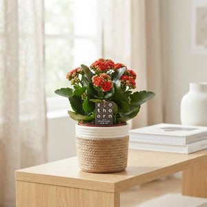 Mixed Kalanchoe Double Flowering Houseplant – 15cm Pot