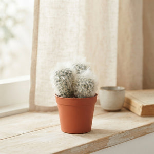Mixed Cacti and Succulents – 5.5cm Pot