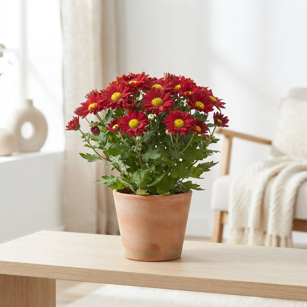 Red Chrysanthemum Cut Flowers – 6 Stems