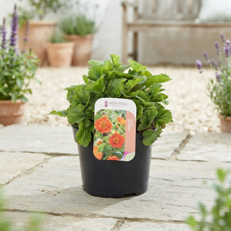 Red Geum ‘Coccineum Tosai’ – 13cm Pot