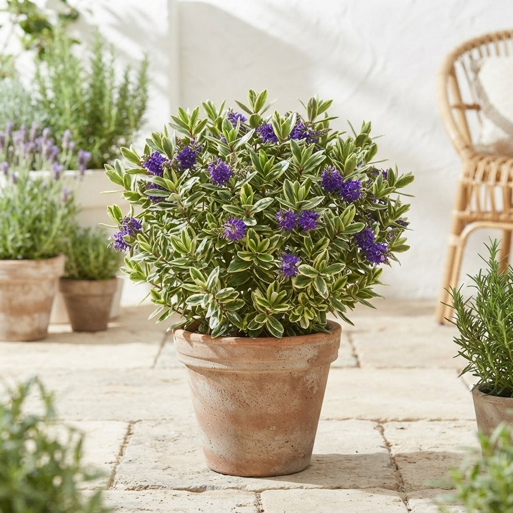 Hebe ‘Kara Lilac Kiwi’ – 15cm Pot, 40cm High