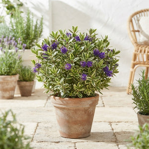 Hebe ‘Kara Lilac Kiwi’ – 15cm Pot, 40cm High