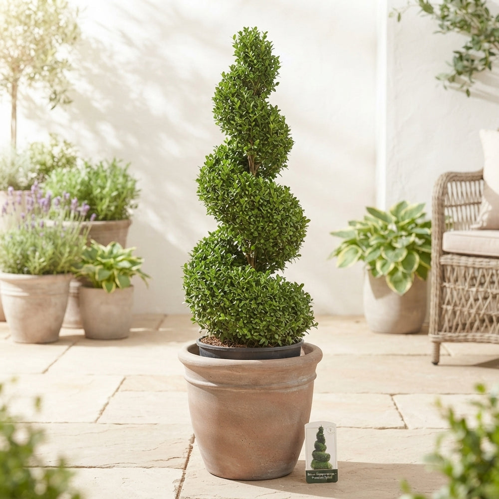 Spiral Boxwood (Buxus sempervirens) – 50cm Pot