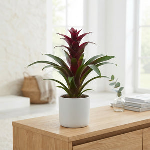 Burgundy Guzmania Houseplant – 12cm Pot, 55cm Tall