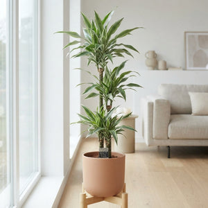 Dracaena Warneckii ‘90-60-30’ – 24cm Pot