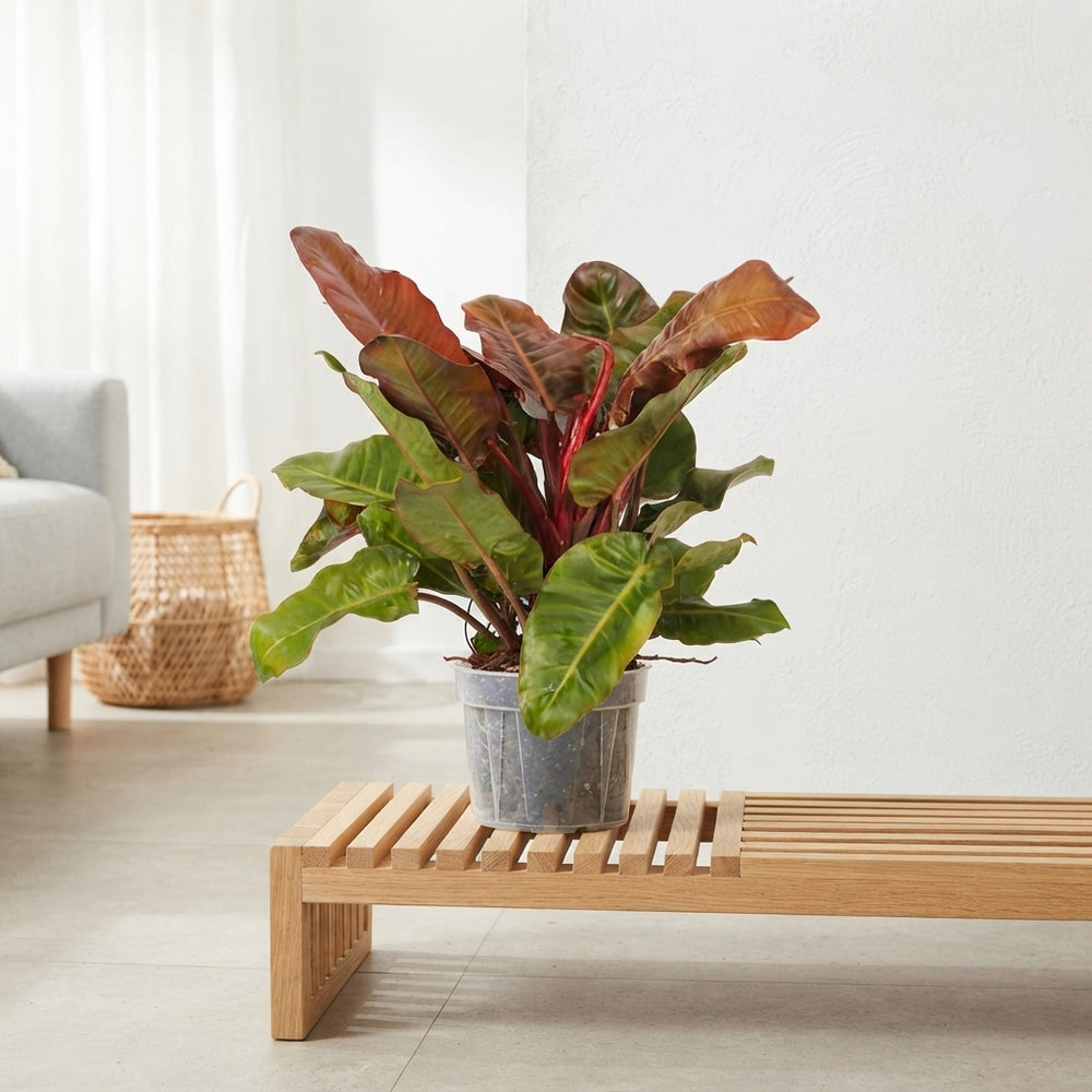 Philodendron Green Houseplant – 24cm Pot, 95cm High