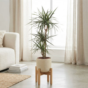 Dragon Tree (Dracaena marginata) – 24cm Pot, 120cm