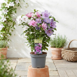 Rose of Sharon Hibiscus (Hibiscus syriacus) – 19cm Pot