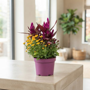 Gem Flowering Plant – 19cm Pot, 48cm High