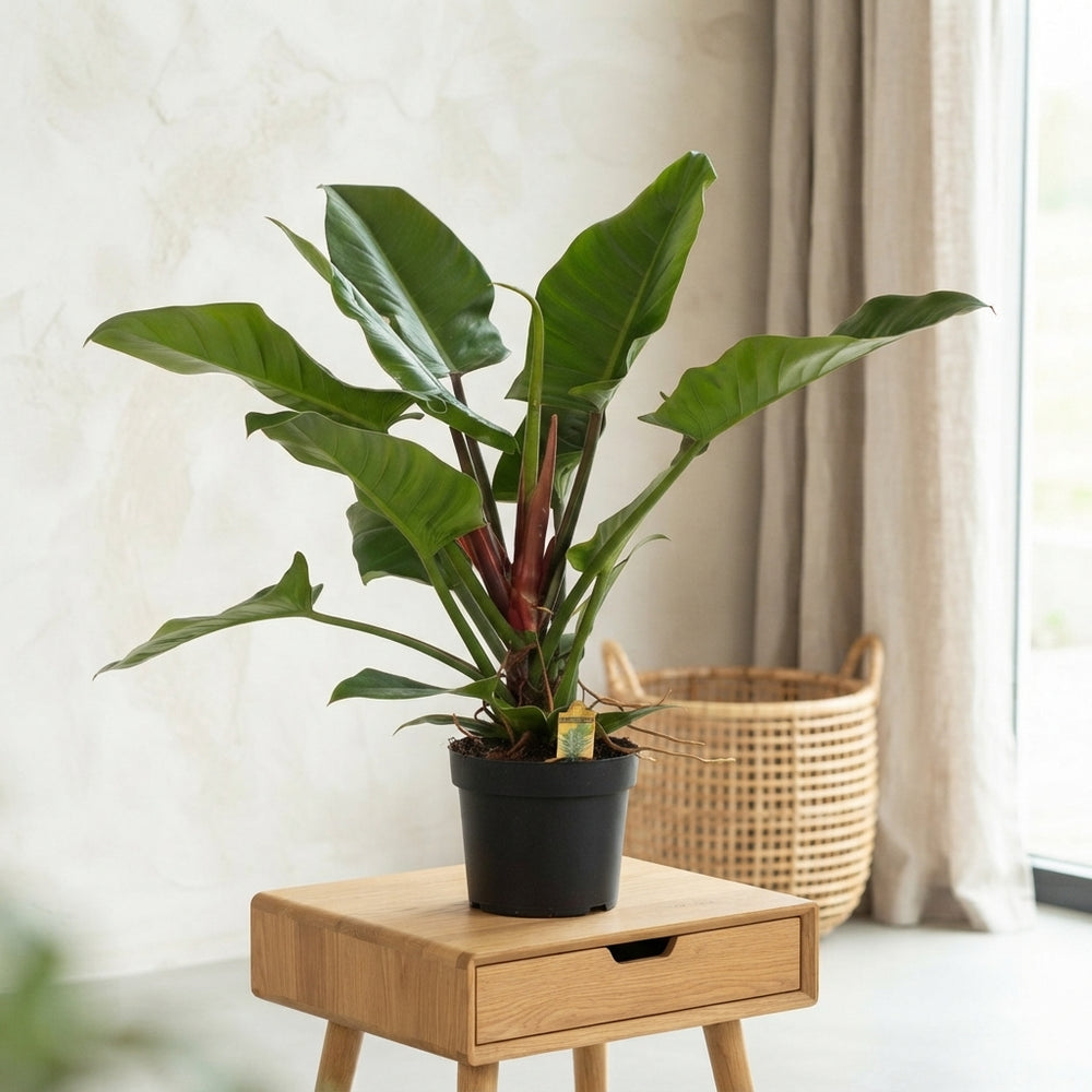 Philodendron Imperial Green – 24cm Pot, 100cm Tall