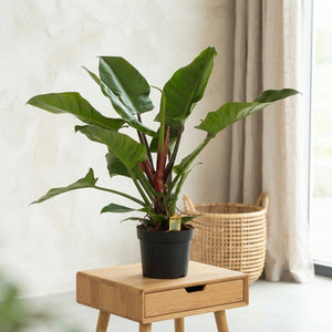 Philodendron Imperial Green – 24cm Pot, 100cm Tall