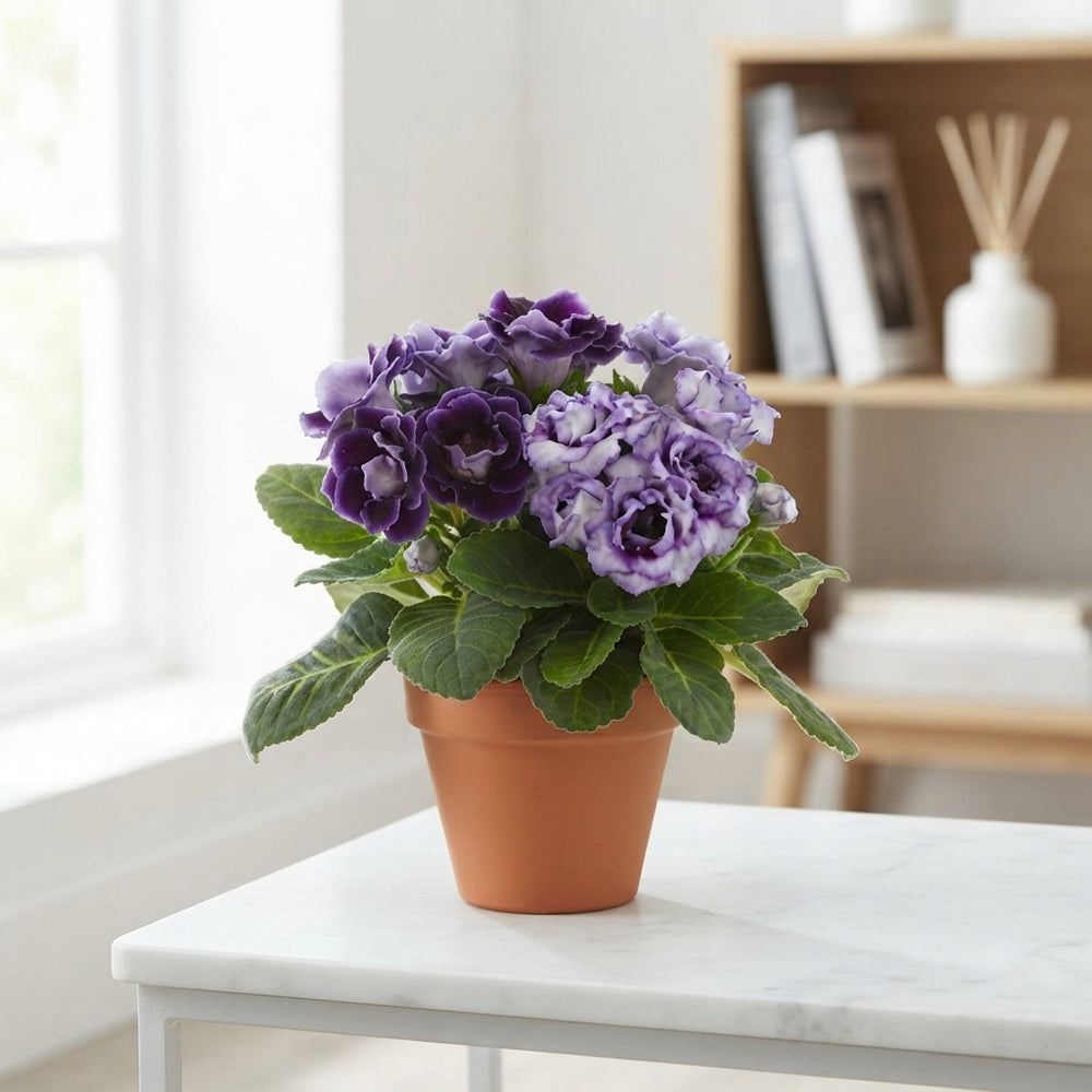 Sinningia ‘Sonata Gem’ Mixed Flowering Plant – 13cm Pot