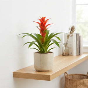 Guzmania ‘Hope’ Bromeliad – 13cm Pot