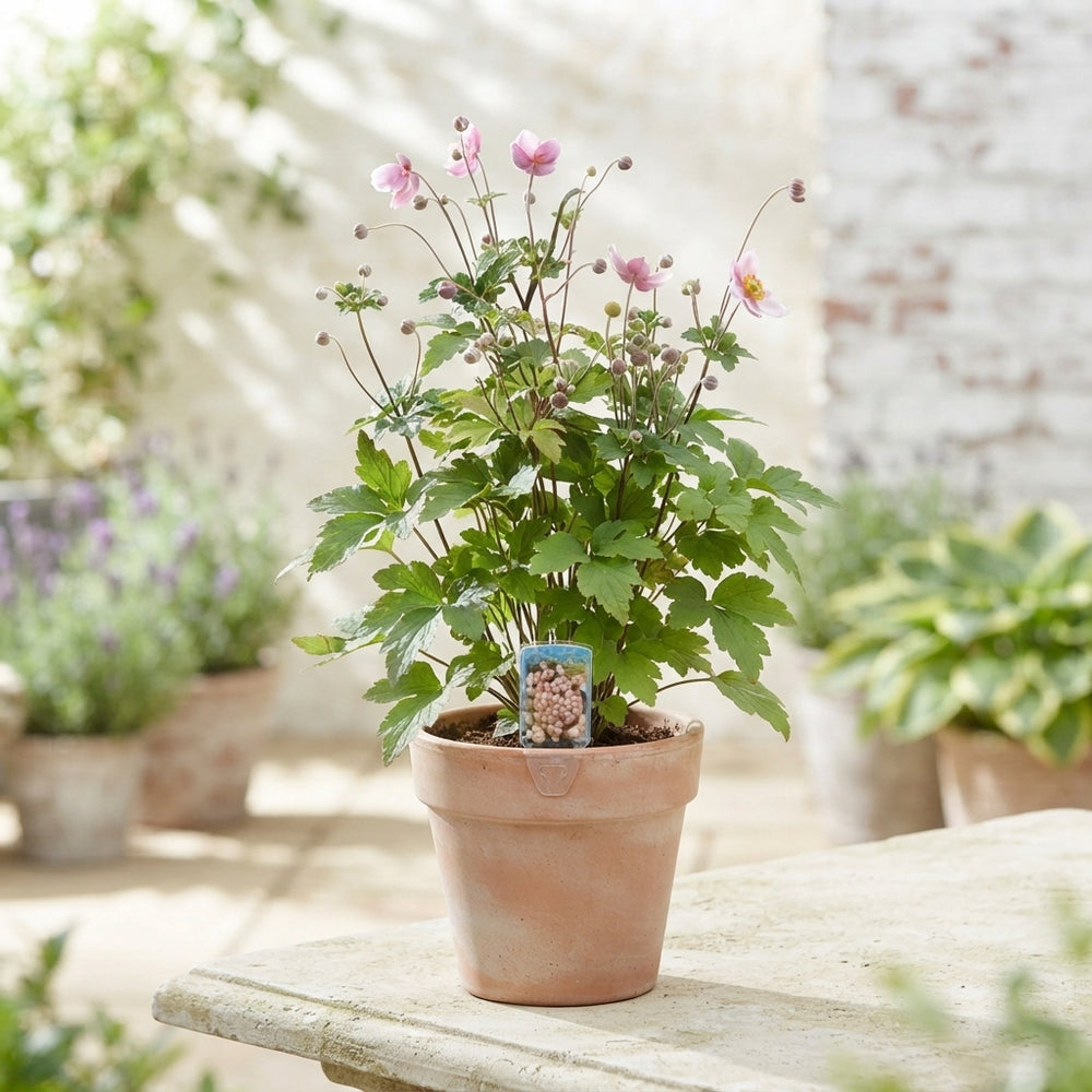 Japanese Anemone (Anemone hupehensis) – 17cm Pot
