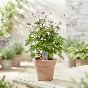Japanese Anemone (Anemone hupehensis) – 17cm Pot