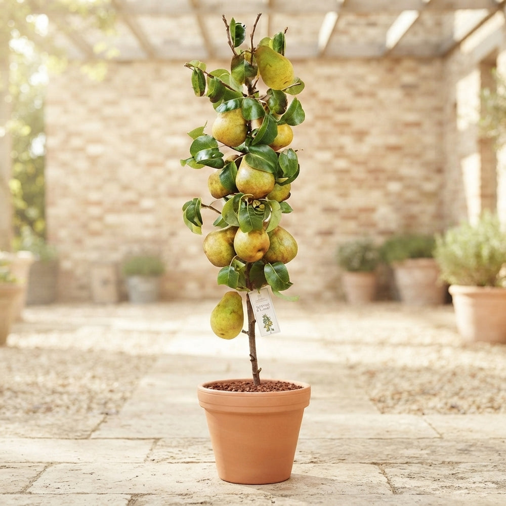 Doyenné du Comice Pear Tree (Pyrus communis) – 9cm Pot