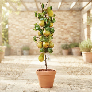 Doyenné du Comice Pear Tree (Pyrus communis) – 9cm Pot