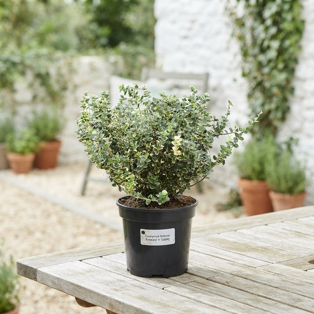 Emerald ‘n’ Gold Euonymus (Euonymus fortunei) – 19cm Pot