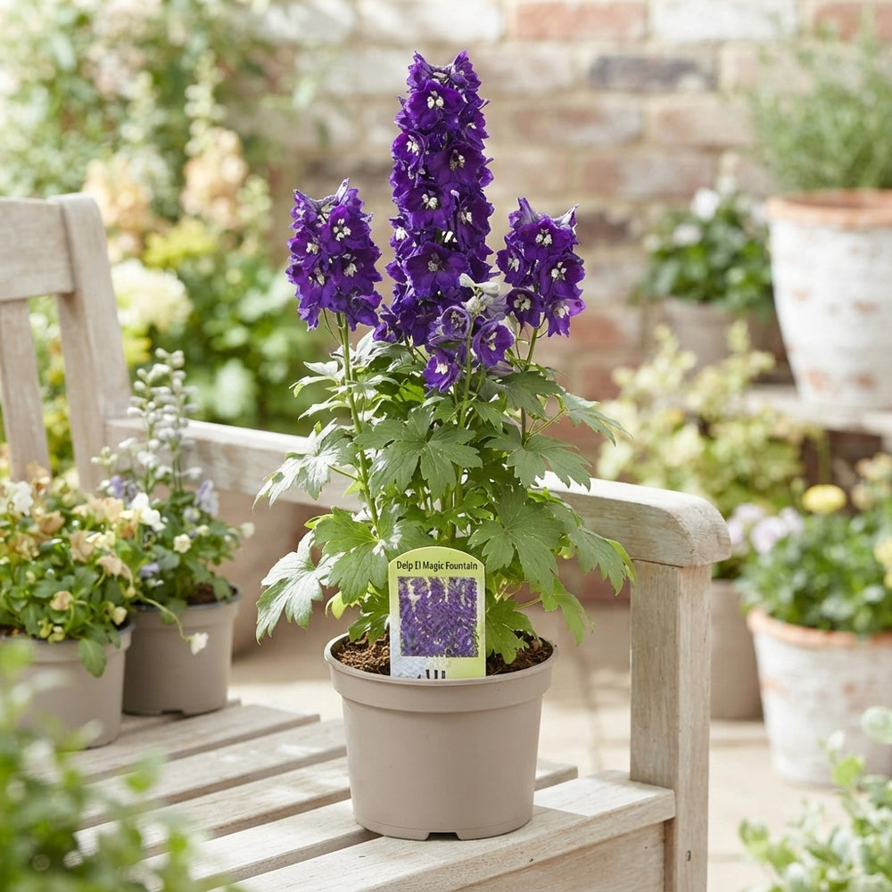 Delphinium 'Magic Fountain' – 15cm Pot