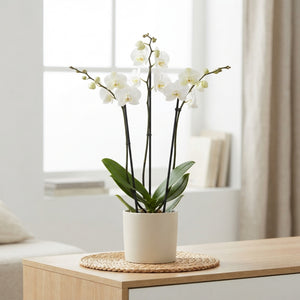 White Phalaenopsis Orchid – 15cm Pot, 100cm Tall