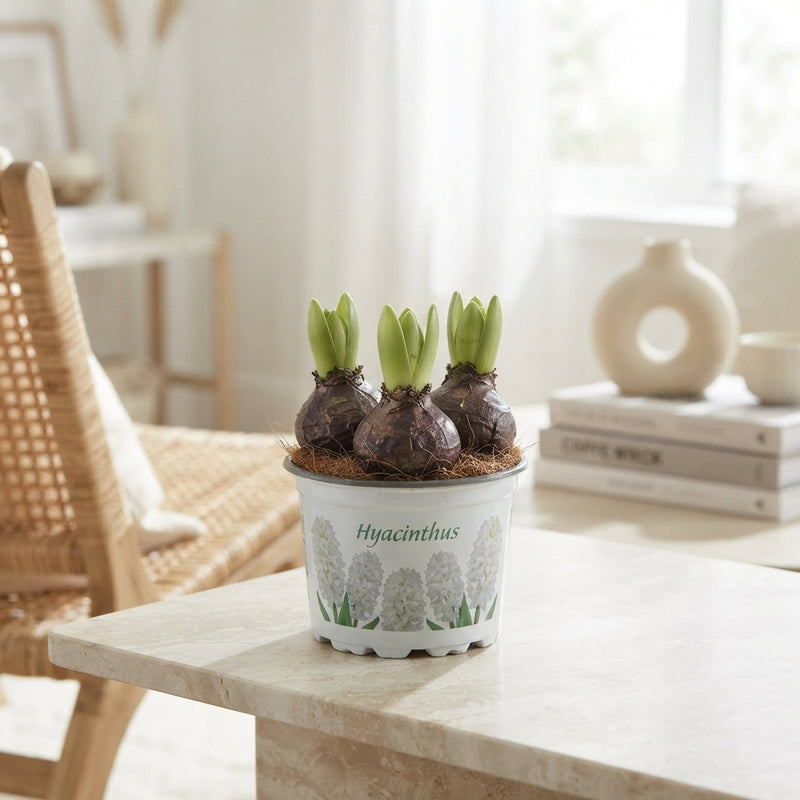 Mixed Hyacinth (Hyacinthus orientalis) – 12cm Pot