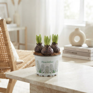 Mixed Hyacinth (Hyacinthus orientalis) – 12cm Pot